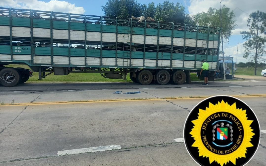 Puesto Caminero San Jaime: Por presencia de garrapatas, impidieron el cruce de un camión con animales que provenía de Corrientes