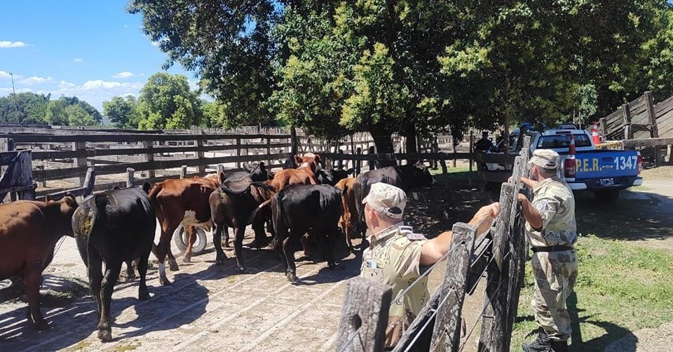 Desbarataron banda de cuatreros y secuestraron vacunos sustraídos de un establecimiento