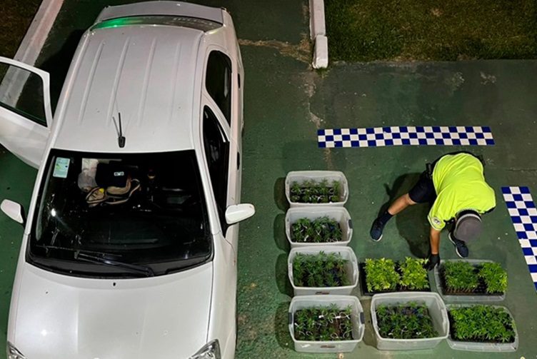 Paso Cerrito: Incautaron 400 plantines de marihuana al conductor de un auto cerca de Chajarí