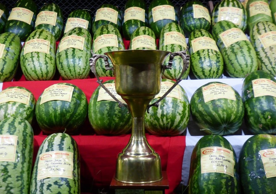 Fiesta Nacional de la Sandía: Invitan a productores a presentar sus mejores frutos en la Expo Sandía 2025