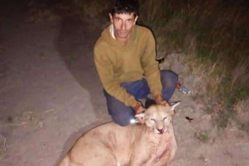 Mató a un puma en Entre Ríos y lo exhibió en redes sociales: Vecinos lo denunciaron pero las pruebas serían “insuficientes”