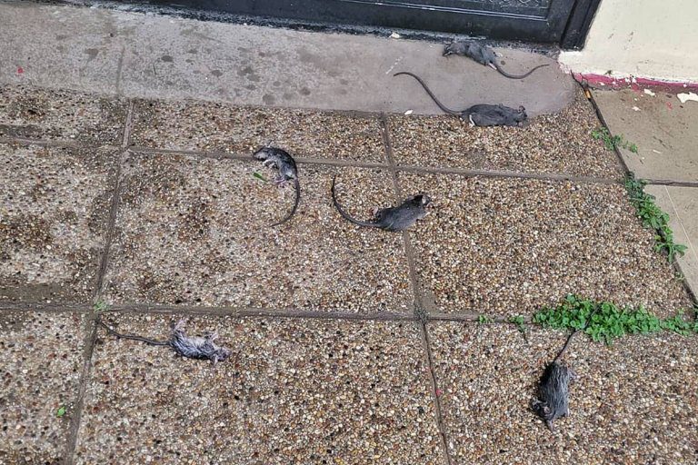 Vecinos de Concordia muestran un video con el paso de casi 80 ratas y piden intervención oficial para solucionar el problema