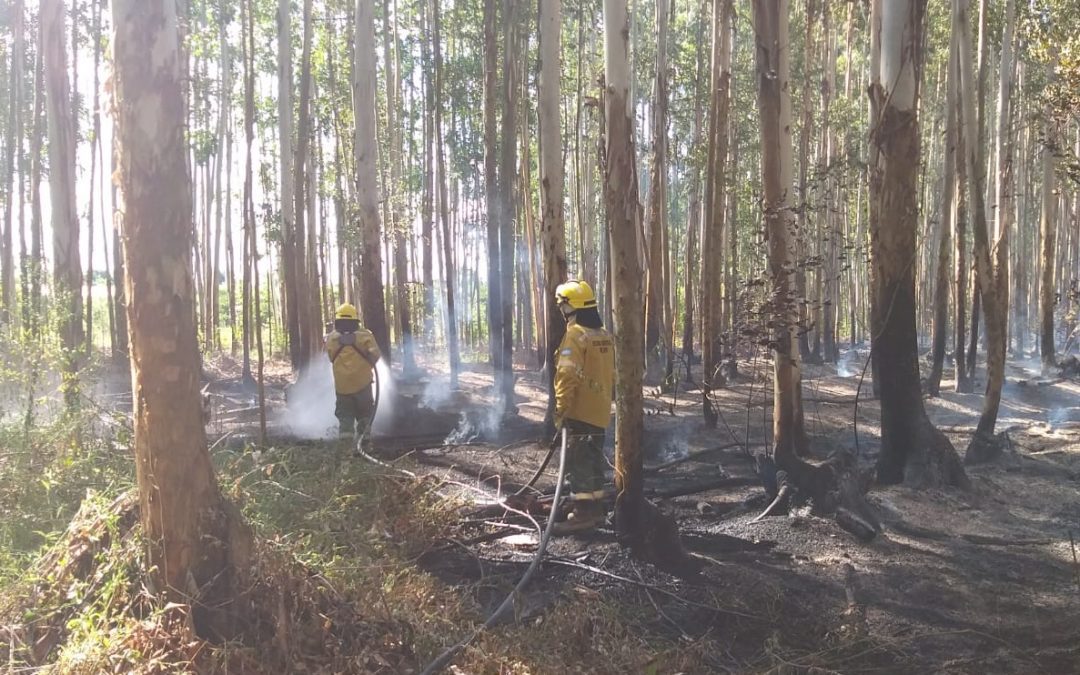 Importante incendio forestal mantuvo en vilo a la localidad de Santa Ana: acudieron bomberos de Villa del Rosario y vecinos