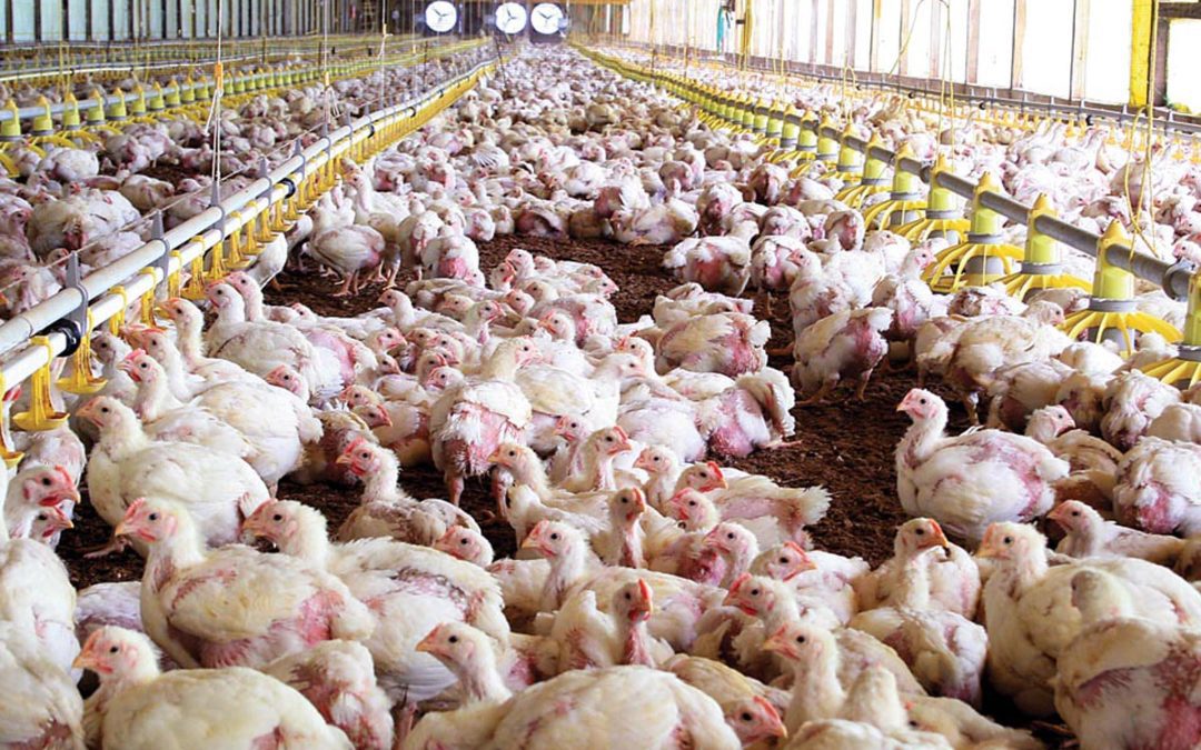 China vuelve a comprar pollo y habilitó la importación de frutos secos de la Argentina