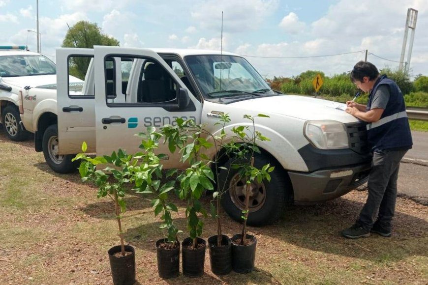Senasa decomisó y destruyó más de 300 plantas cítricas que estaban en puestos de venta en la Autovía 14