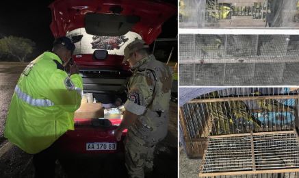 San Jaime: Un hombre trasladaba casi cuarenta aves autóctonas