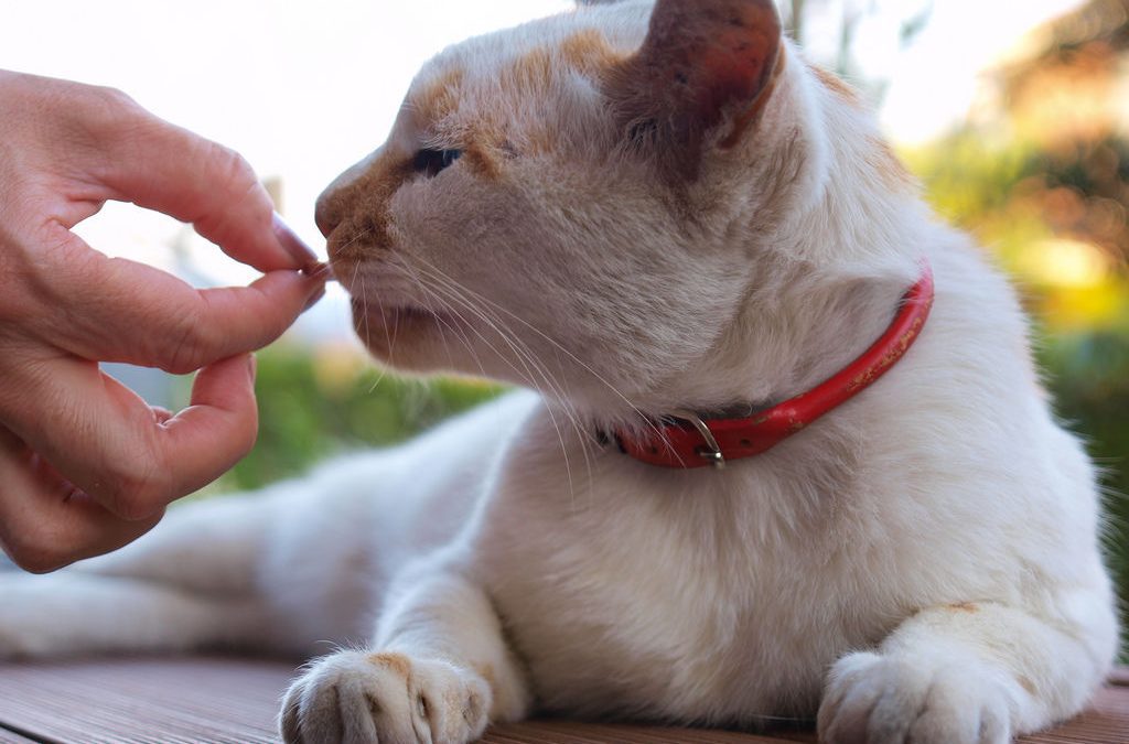 Entregan antiparasitarios gratuitos para perros y gatos en Villa del Rosario