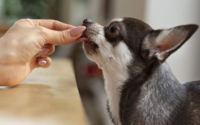 Continúa la entrega de antiparasitarios gratuitos para perros y gatos en Villa del Rosario