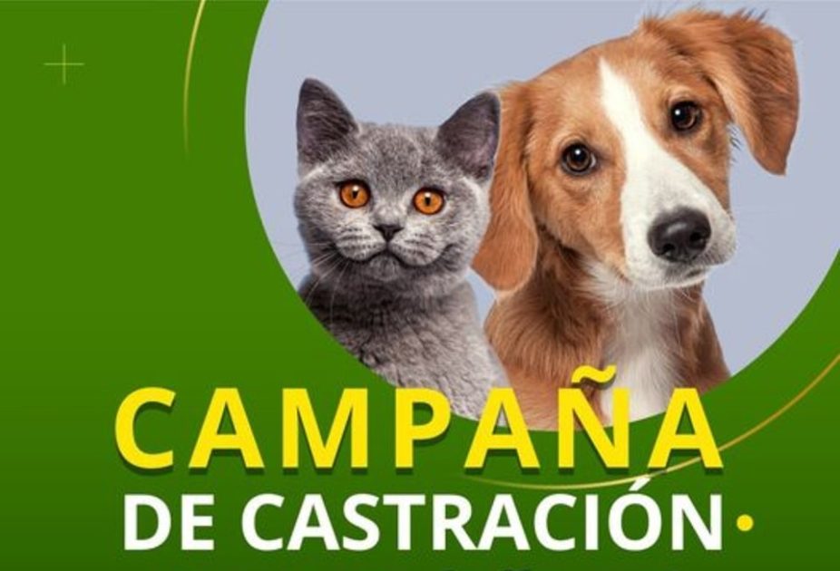 Realizan castraciones gratuitas de perros y gatos en Villa del Rosario