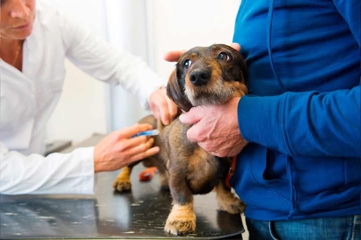 Reprogramaron la vacunación antirrábica de perros y gatos en Santa Ana