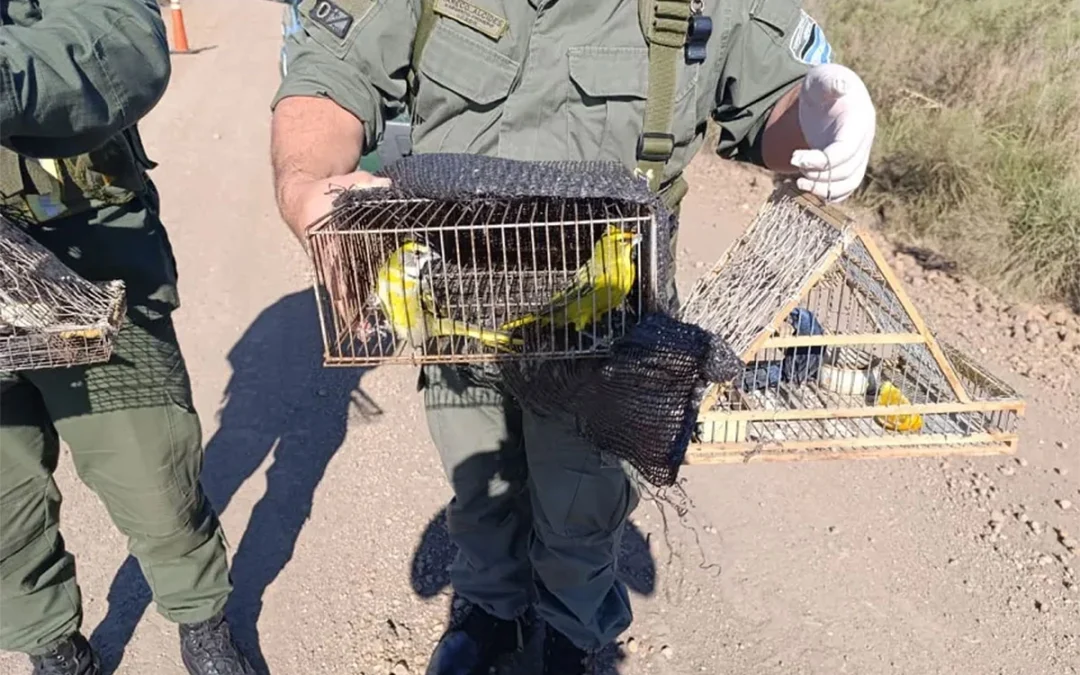 En localidad correntina, condenaron a un hombre por caza furtiva de cardenales amarillos