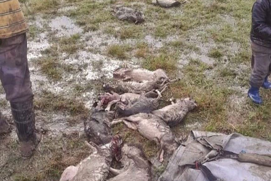 ONG denuncia “otra masacre de fauna en Entre Ríos”: cazaron decenas de vizcachas en San Jaime y las exhibieron en redes sociales