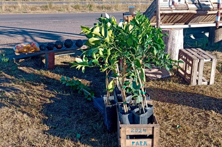 Incautaron más de 80 plantas cítricas en un puesto a la vera de la autovía 14 y las destruyeron