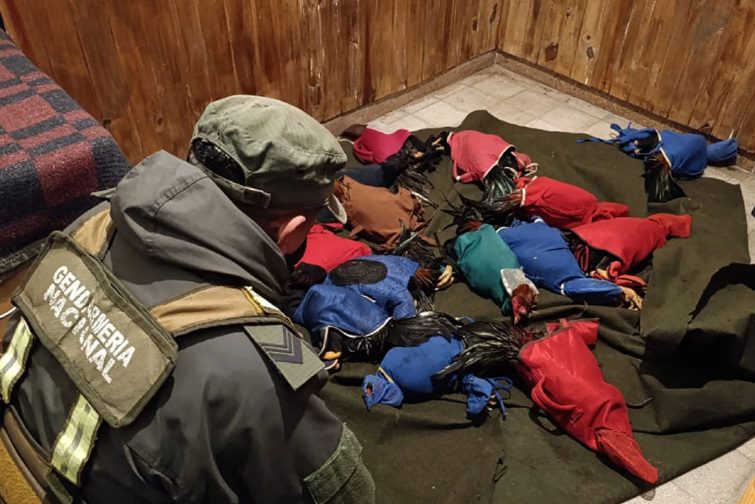 Rescatan gallos de riña transportados en un vehículo hacia Curuzú Cuatiá: iban envueltos en fundas de tela