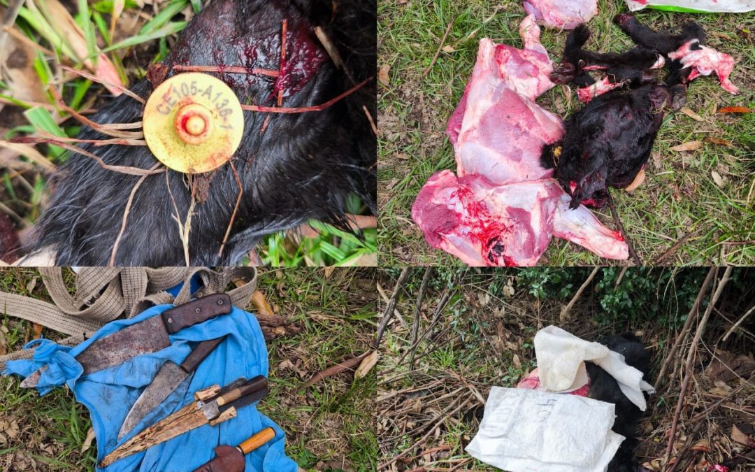 Dos menores fueron aprehendidos por la Policía tras carnear un vacuno en un campo de Colonia Alemana