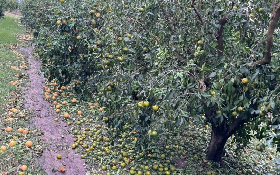 Granizo: “No hay plata y no habrá”, la dura respuesta de funcionarios provinciales a citricultores en Chajarí