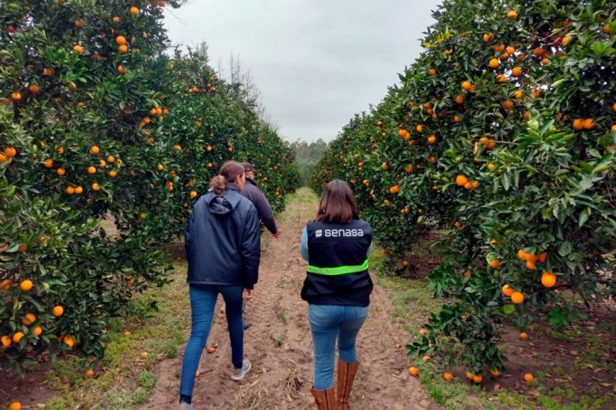 Para el control del HLB, Senasa proyecta darle más responsabilidades a los citricultores