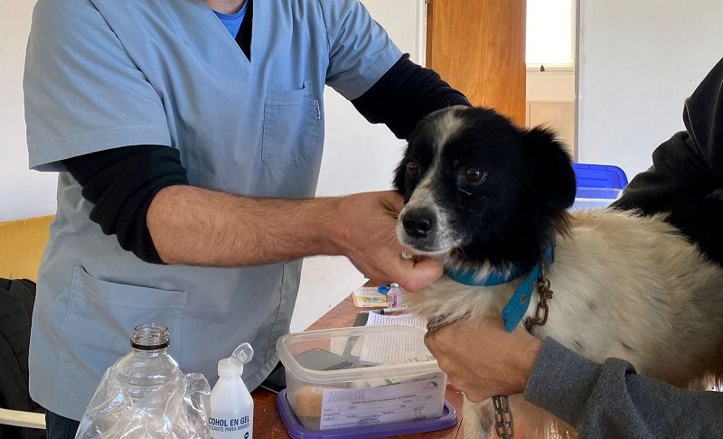 Hoy se realiza en Chajarí una charla sobre Derecho Animal y protección frente al maltrato