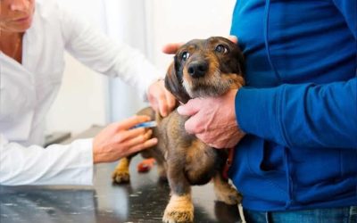 Realizarán campaña de vacunación antirrábica de perros y gatos en Santa Ana