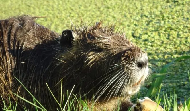 Autorizan caza masiva de nutrias y acusan al gobierno provincial de desproteger la fauna