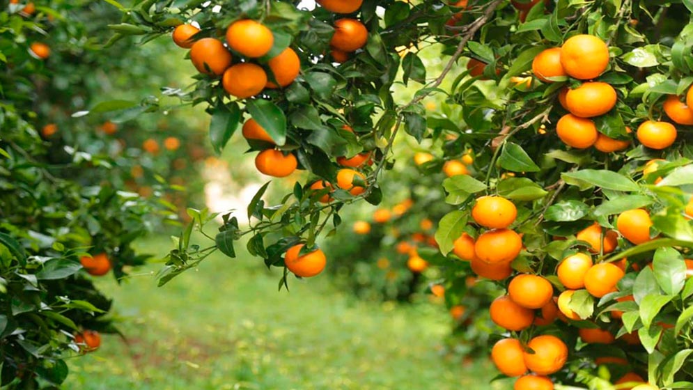 Desarrollan un biopesticida para combatir el HLB, la enfermedad que ataca a la producción de cítricos