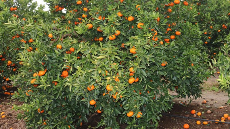 Las bajas temperaturas pegaron con fuerza en el sector citrícola