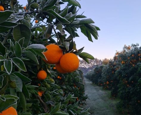 Nación declaró la emergencia agropecuaria para explotaciones de citrus en los departamentos Federación y Concordia
