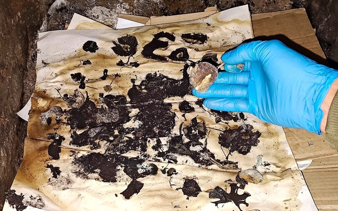 Joven entrerriano falleció tras consumir hongos alucinógenos