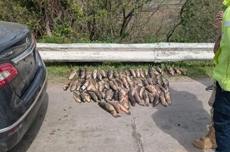Secuestraron más de 80 tarariras durante un control vial