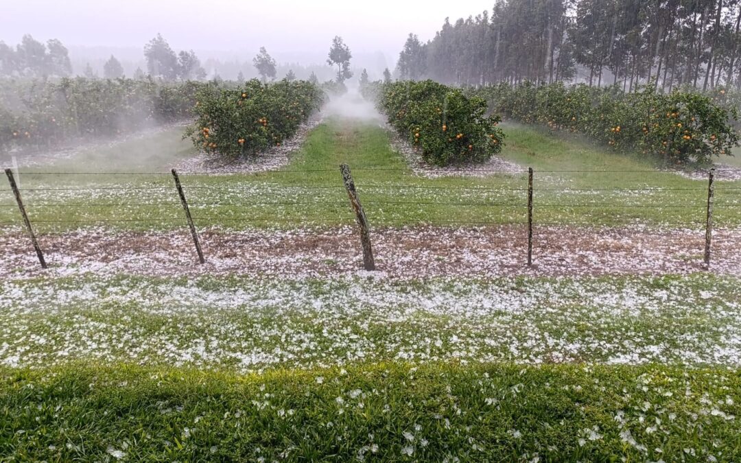 Impresionante granizada afectó quintas cítricas en zonas rurales de Villa del Rosario y Santa Ana