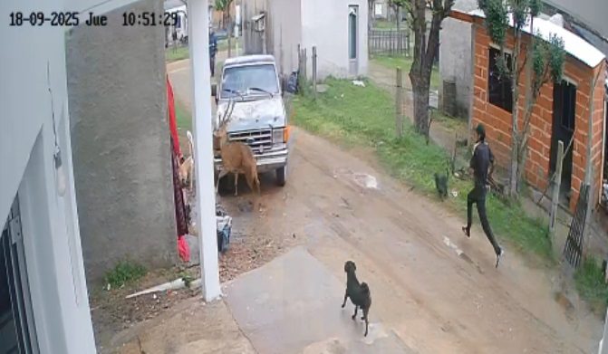 Polémica por la caza y faena de un ciervo en Chajarí: “Son un problema importante para nuestra fauna y flora autóctona”, dijo Lena