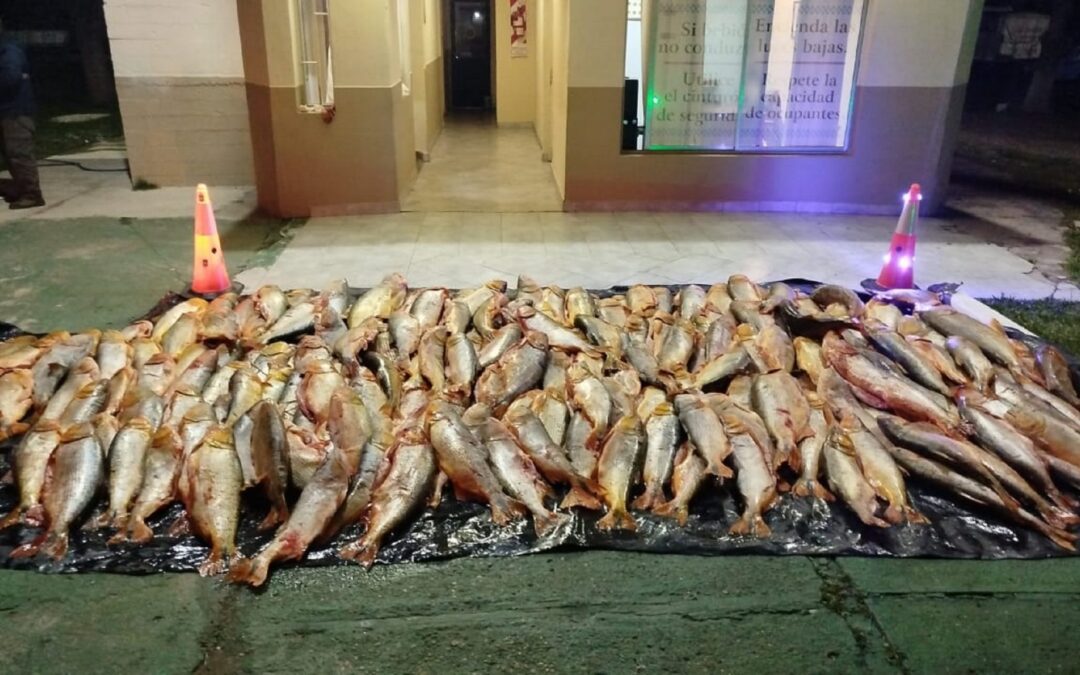 Paso Cerrito: La Policía decomisó alrededor de 1000 kilos de dorado transportados de manera ilegal