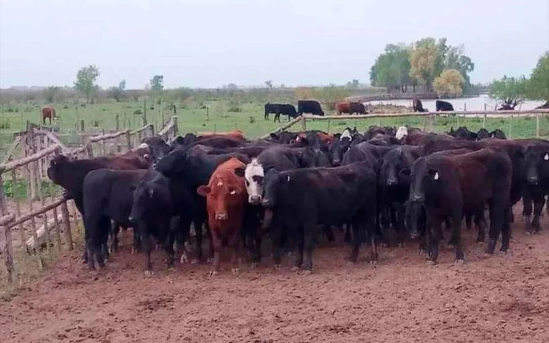 Robaron 97 vacas y un auto 0KM delató a los responsables: imputaron a un atleta olímpico