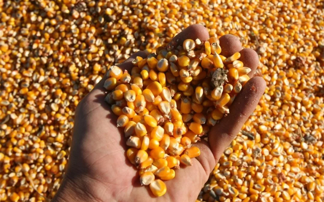 Retenciones cero a los granos: para la Federación Agraria de Entre Ríos la corta duración estuvo “premeditada