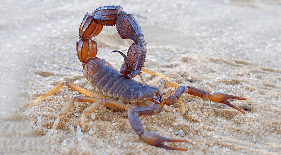 En Entre Ríos se han registrado más de doscientos casos de picaduras de alacranes en 2025