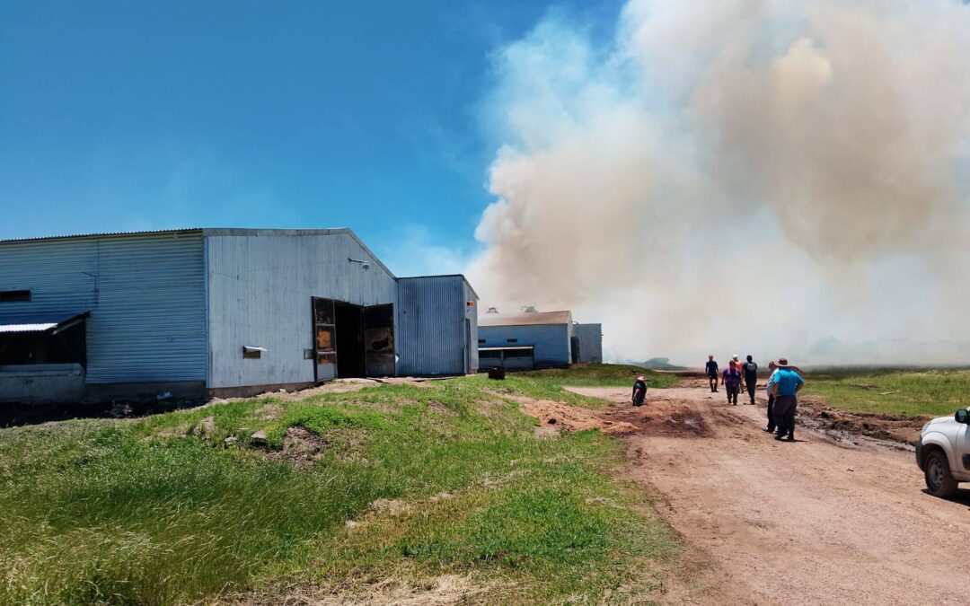 Incendio destruyó un galpón avícola en el norte entrerriano: había 38000 pollos