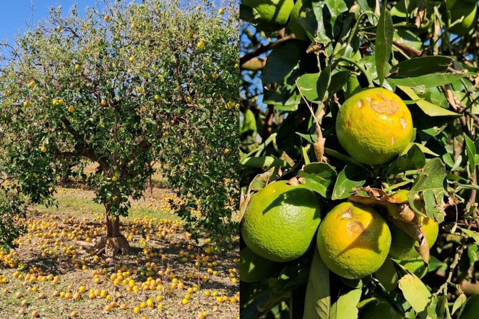 Declararon la emergencia agropecuaria para la actividad citrícola de la región afectada por el granizo caído en mayo