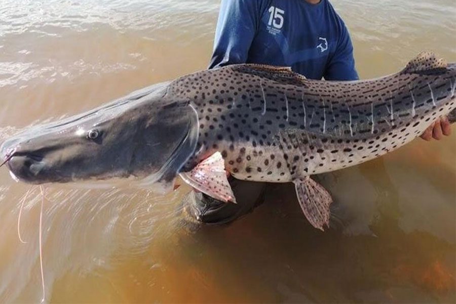En Entre Ríos rige la veda para la pesca de surubí hasta el 15 de marzo