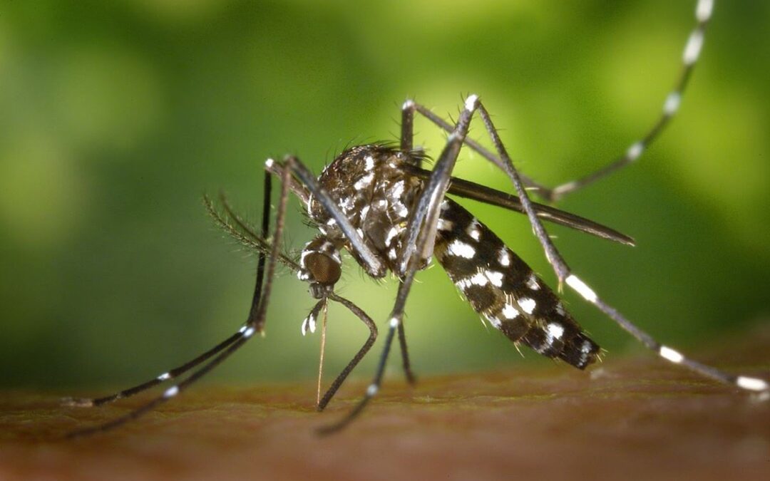 Confirmaron el primer caso de chikungunya en una localidad de la costa del río Uruguay