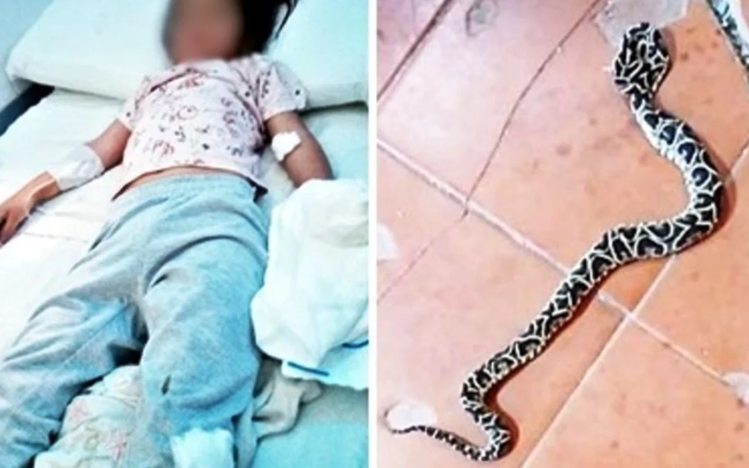 Tiene cuatro años, jugaba en la escuela y fue mordida por una yarará