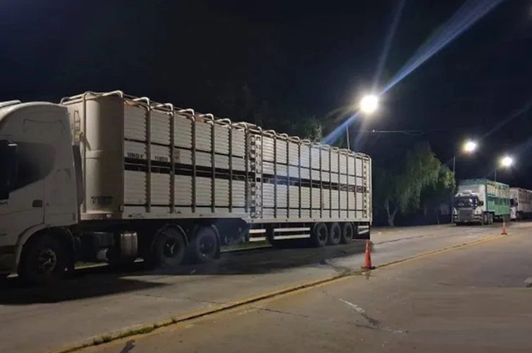 San Jaime: Camiones fueron detenidos cuando pretendían ingresar a Entre Ríos con animales llenos de garrapatas