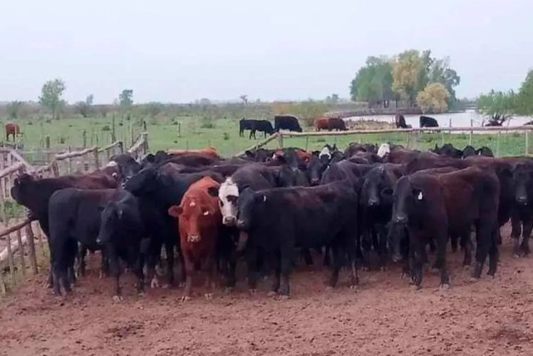 Denunciaron el robo de más de 800 cabezas de ganado en una estancia entrerriana