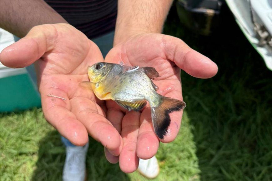 En busca de repoblar la fauna nativa, liberaron ejemplares de pacú en el río Paraná