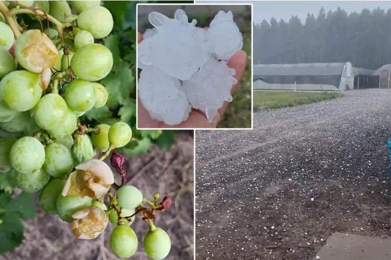 Intensa granizada causó importantes daños en viñedos y cítricos en la región