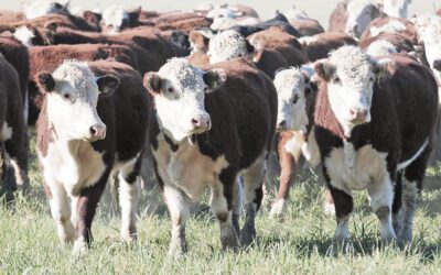 El kilo de ganado en pie llegó a los $5.000 y crece la inquietud por el precio de la carne