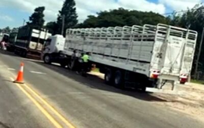 Por presencia de garrapatas, retuvieron cuatro camiones con más de 230 vacas