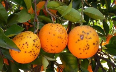 SENASA actualizó el Programa Nacional de Moscas de la Fruta y unificó normas