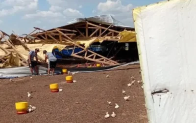 Intenso temporal de viento destruyó un galpón de pollos en Entre Ríos