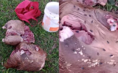 Faenaban un carpincho en descomposición en plena costanera de Federación