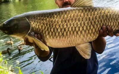 Advierten por la presencia de carpas asiáticas en el río Uruguay y piden no devolverlas al agua